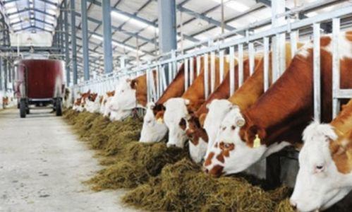 乌鲁木齐畜牧养殖网红,网红视角下的绿色生态养殖新风尚